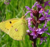 Postillion (Colias crocea)