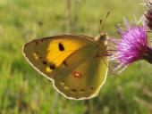 Postillion (Colias crocea)