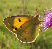 Postillion (Colias crocea)