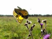 Postillion (Colias crocea)