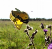 Postillion (Colias crocea)