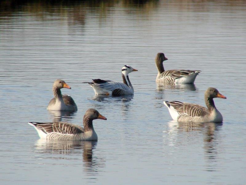 Streifengänse (Anser indicus) L. Klasing