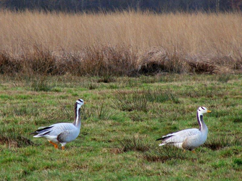 Streifengänse (Anser indicus) L. Klasing