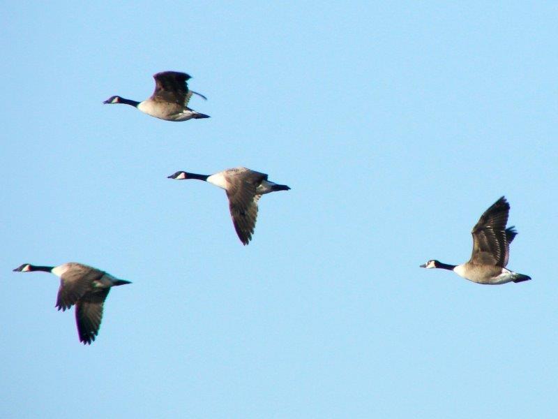 Kanadagänse (Branta canadensis) L. Klasing