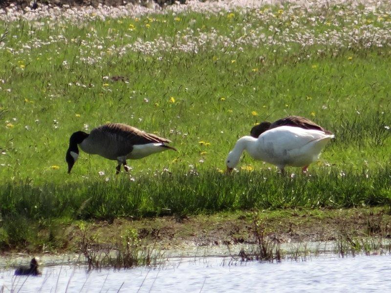 Kanadagänse (Branta canadensis) L. Klasing