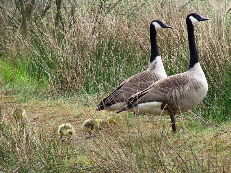 Familie Kanadagänse (Branta canadensis) L. Klasing