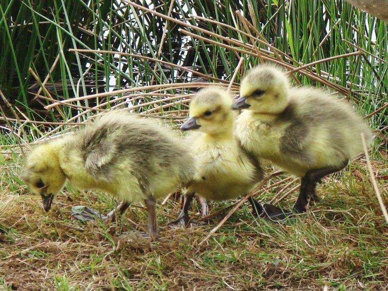 junge Kanadagänse (Branta canadensis) L. Klasing