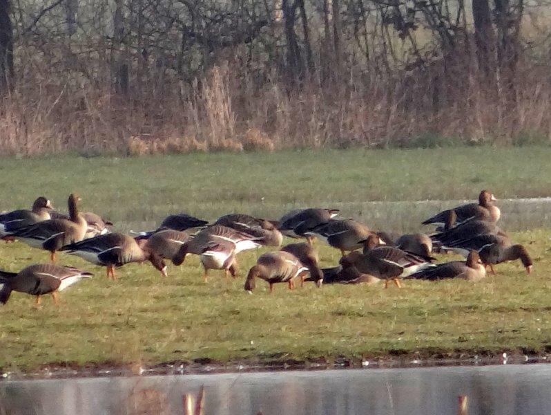 Bläßgans (Anser albifrons) L. Klasing