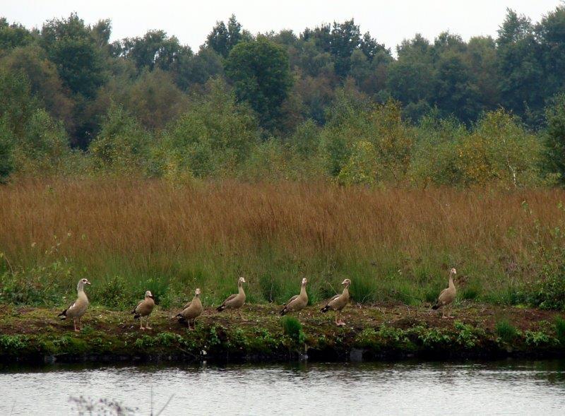 Nilgänse (Alopochen aegyptiacus) L. Klasing