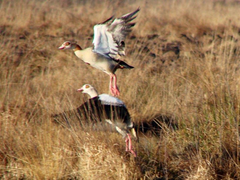 Nilgans (Alopochen-aegyptiacus) L. Klasing