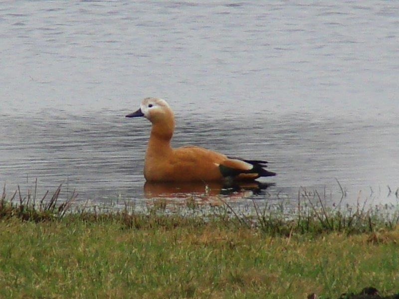 Rostgans m. (casarca ferruginea) L. Klasing