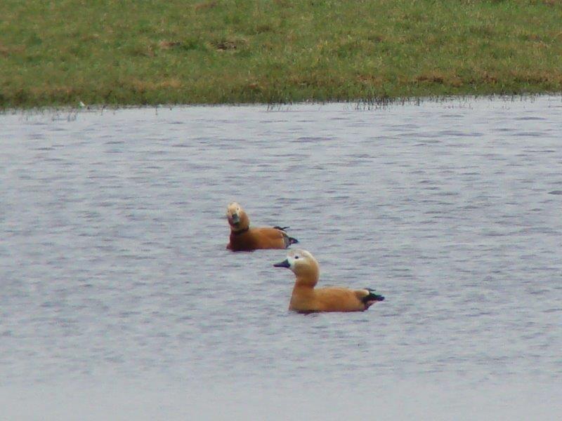 Rostgans (casarca ferruginea) L. Klasing