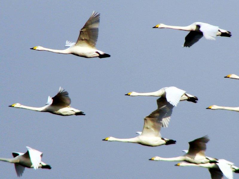 Singschwan (Cygnus cygnus) L. Klasing