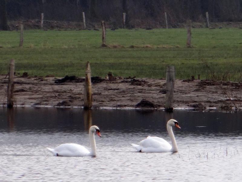 Höckerschwan (Cygnus olor) L. Klasing