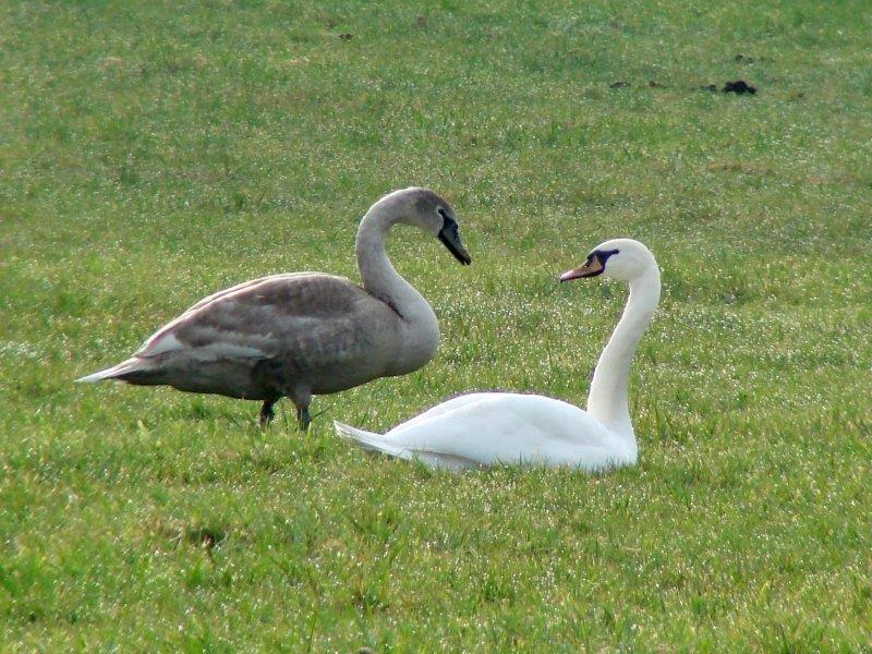 Höckerschwan (Cygnus olor) L. Klasing