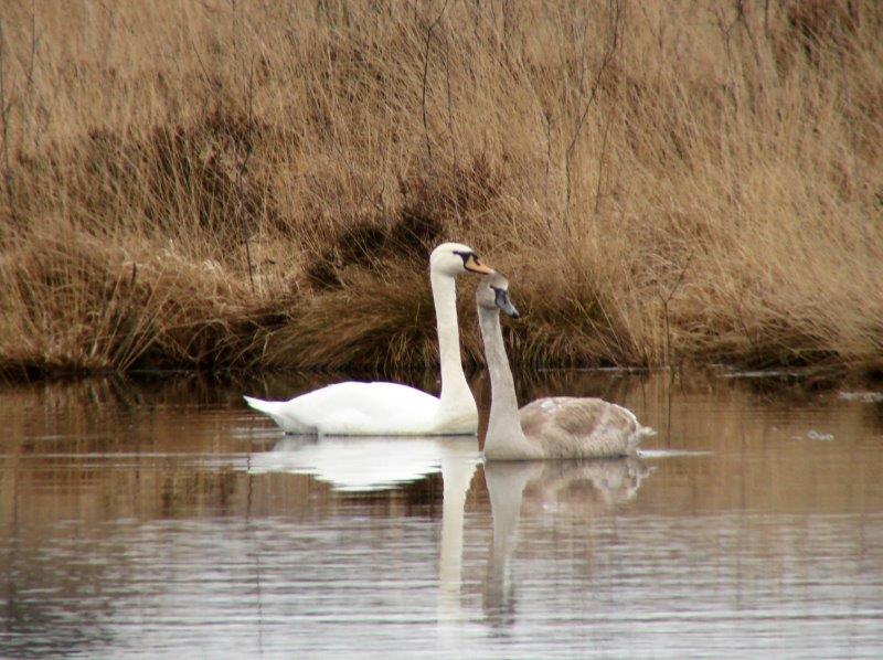 Höckerschwan (Cygnus olor) L. Klasing