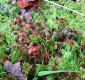 003-Mittlerer-Sonnentau-Drosera-intermedia-11.10.2017-L.-Klasing-1