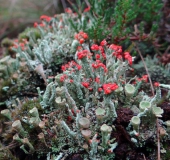 009-Rotfrüchtige-Säulenflechte-Cladonia-floerkeana-13.10.2017-L.-Klasing-