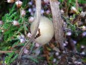 011-Kokon-der-Vierfleck-Kreuzspinne-Araneus-quadratus-18.10.2017-L.-Klasing-