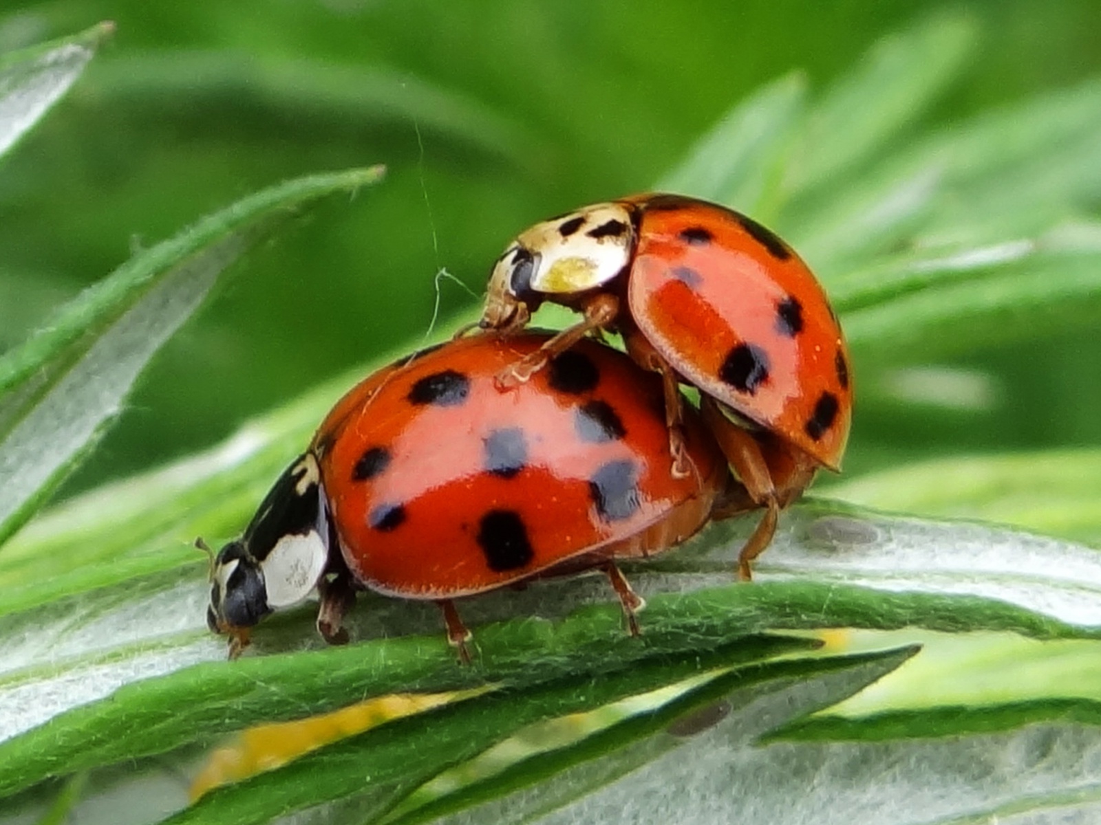 Fernöstlicher Massenimport - Das Naturschutzgebiet Emsdettener Venn