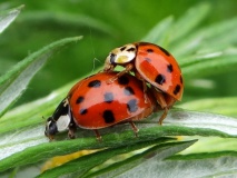 Asiatischer Marienkäfer (Harmonia axyridis) L. Klasing