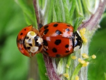 Asiatischer Marienkäfer (Harmonia axyridis) L. Klasing