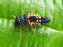 Larve: Asiatischer Marienkäfer (Harmonia axyridis) L. Klasing