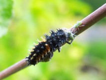 Larve: Asiatischer Marienkäfer (Harmonia axyridis) L. Klasing