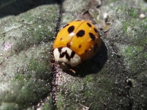 Asiatischer Marienkäfer (Harmonia axyridis) L. Klasing