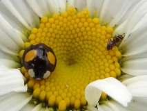 Asiatischer Marienkäfer (Harmonia axyridis) L. Klasing