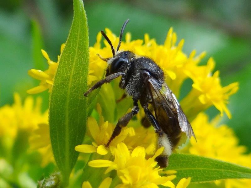 Wildbiene 2020 Auen-Schenkelbiene W. (Macropis europaea)-L. Klasing