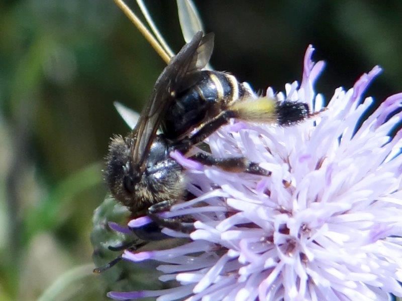 Wildbiene 2020 Auen-Schenkelbiene W. (Macropis europaea)-L. Klasing