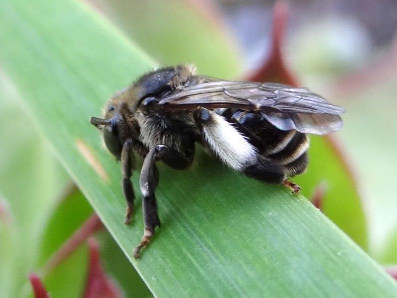 Wildbiene 2020 Auen-Schenkelbiene W. (Macropis europaea)-L. Klasing