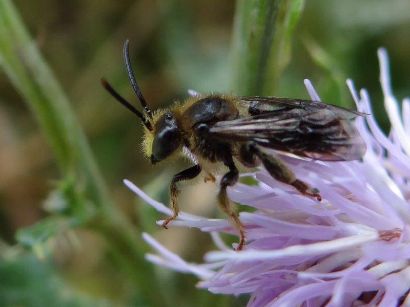 Wildbiene 2020 Auen-Schenkelbiene W. (Macropis europaea)-L. Klasing