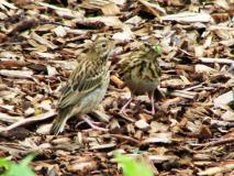 Baumpieper (Anthus trivialis)-L.-Klasing