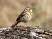 Baumpieper (Anthus trivialis)-L.-Klasing