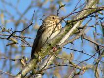 Baumpieper (Anthus trivialis)-L.-Klasing