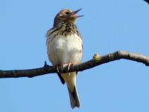 Baumpieper (Anthus trivialis)-L.-Klasing