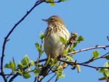 Baumpieper (Anthus trivialis)-L.-Klasing