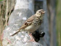 Baumpieper (Anthus trivialis)-L.-Klasing-040