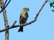 Baumpieper (Anthus trivialis)-L.-Klasing-033