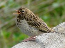 Baumpieper (Anthus trivialis)-L.-Klasing-111