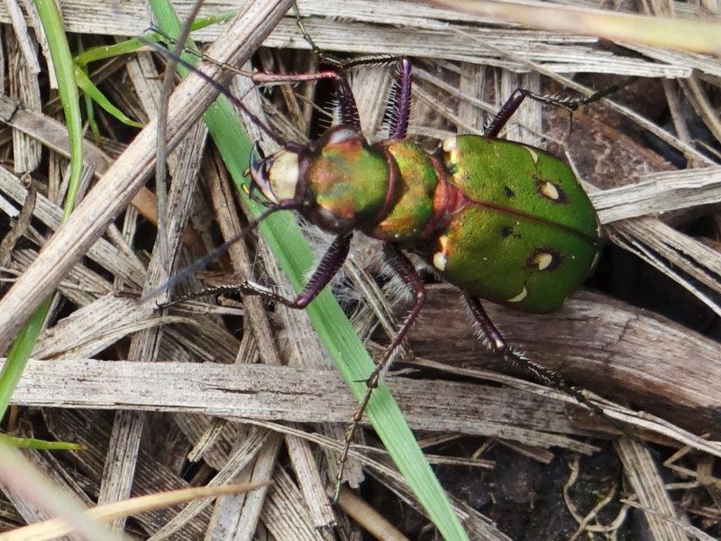 001-Feld-Sandlaufkäfer-Cicindela-campestris-L.-Klasng-