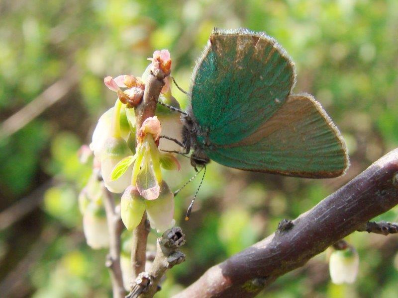 003-Brombeer-Zipfelfalter-Callophrys-rubi-L.-Klasing-