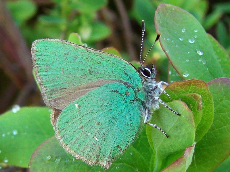 004-Brombeer-Zipfelfalter-Callophrys-rubi-L.-Klasing-