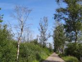 Venn-06.07.2017 Mindestens 19 Birken am Hindenburgdamm mussten aus Sicherheitsgründen gefällt werden.-L.-Klasing-