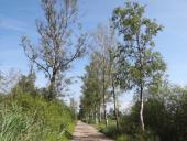 Venn-06.07.2017 Mindestens 19 Birken am Hindenburgdamm mussten aus Sicherheitsgründen gefällt werden.-L.-Klasing