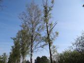 Venn-06.07.2017 Mindestens 19 Birken am Hindenburgdamm mussten aus Sicherheitsgründen gefällt werden.-L.-Klasing