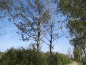 Venn-06.07.2017 Mindestens 19 Birken am Hindenburgdamm mussten aus Sicherheitsgründen gefällt werden.-L.-Klasing-