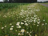 001-Blühstreifen-Magerwiesen-Margerite-Leucanthemum-vulgare-L.-Klasing-